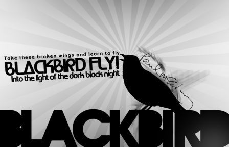 Blackbird Song hd video